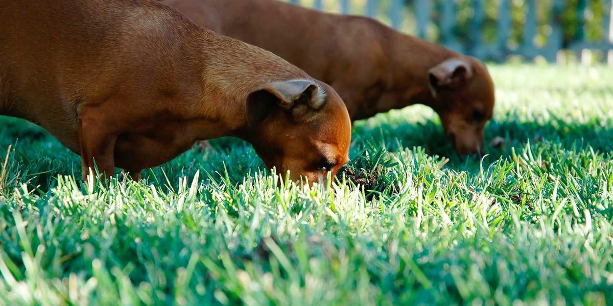 Reading The Wheel of Time: Tuon Listens to her Truthspeaker and Tries New Tactics in The Gathering Storm (Part 13)